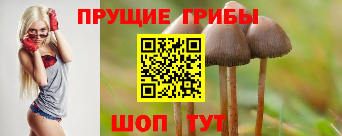 Галлюциногенные грибы Psilocybine cubensis  Вход с VPN  Галлюциногенные грибы Psilocybine cubensis  Видное 